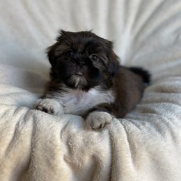 Goofy - Brindle male Shih Tzu puppy in Las Vegas, Nevada from Vegas Shih Tzus