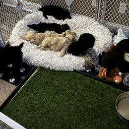 Poodle Puppies from Royal Dixie Poodles