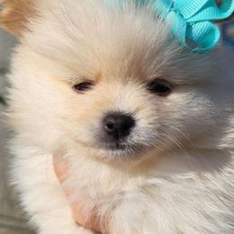 Pomeranians from PomPalace