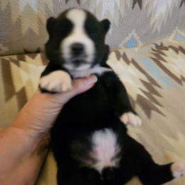 Porsche - Black and white female Siberian Husky puppy in Urbana, Ohio from Fairhaven's Siberian Huskies