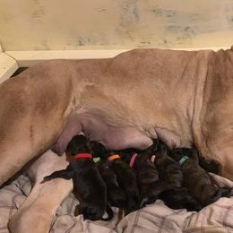 Girl 3 - Brindle Mastiff puppy in Buffalo, New York from Excelsior Mastiffs