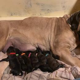 Girl 3 - Brindle Mastiff puppy in Buffalo, New York from Excelsior Mastiffs