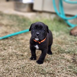 Cane Corso Puppies from Rosalez Kennel