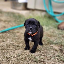 Cane Corso Puppies from Rosalez Kennel
