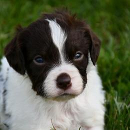 Rory - Liver and white male Brittany puppy in Hollidaysburg, Pennsylvania from Royal Flush Farms