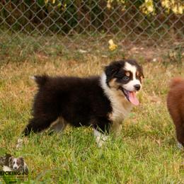 BTM 3 - Black tri-color male Australian Shepherd puppy in Rutledge, Tennessee from Kicking K Australian Shepherds
