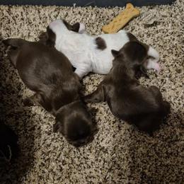 Chocolate boy 1 - Chocolate male Shih Tzu puppy in Newark, Ohio from Gemini Kennels