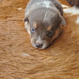 Jasper - Gray and white male American Corgi puppy in Shawnee, Oklahoma from Sunray Ranch