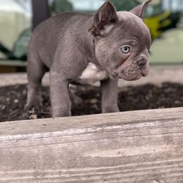 French Bulldog Puppies from Fancy Frenchies