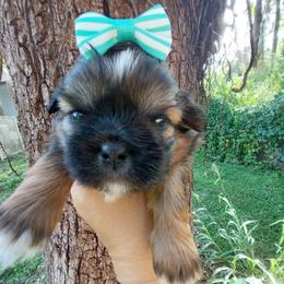 Daisy - Chocolate and tan female Shih Tzu puppy in Arcadia, Florida from Kitsune Cuddles and kisses