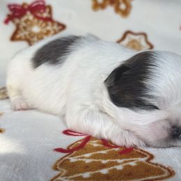 Steele - Blue male Shih Tzu puppy in Lakeland, Florida from Sunshine Shih Tzus