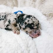 "Rufus" - Merle Double Doodle puppy in Everett, Washington from Big Top Doodles