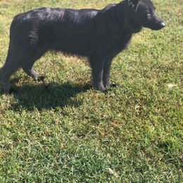 Guin - German Shepherd