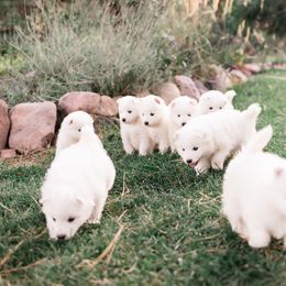 Pom Pom - White female Samoyed puppy in Morgan, Utah from Mountain Legacy Samoyeds
