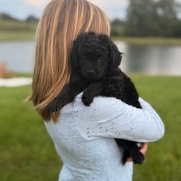 Lucy - Black female Cavapoo puppy in Somerset, Kentucky from Hilltop Doodles KY LLC