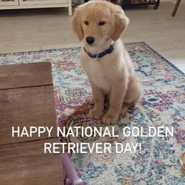 Cocker Spaniel, Goldendoodle, and Golden Retriever Puppies from MyKy Puppies