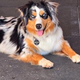 Australian Shepherd All Grown Up from S.I. Aussie