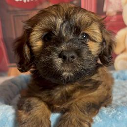 Clyde - Red sable male Havanese puppy in Clermont, Florida from Country Sweet Havanese and Creative Coaching