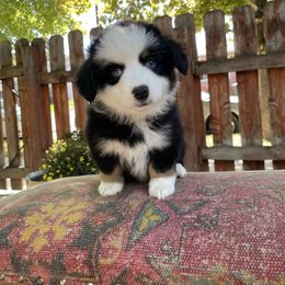 Robin - Black tri female Miniature American Shepherd puppy in Chubbuck, Idaho from Sunny J Corgis and Mini Americans