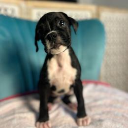 Girl 4 - Brindle female Boxer puppy in Prestonsburg, Kentucky from Diamond Standard Boxers