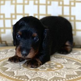 Dachshund Puppies from MyGaDachs