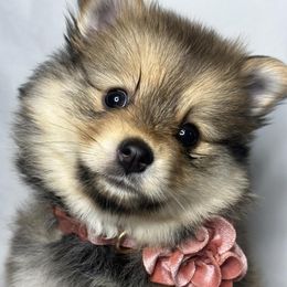 Pomskies from Evergreen Pomskies