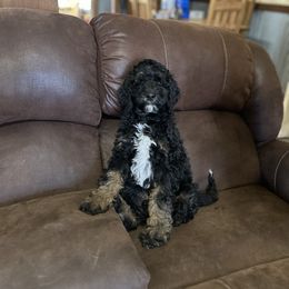 Assorted Doodle Crosses and Aussiedoodle Puppies from Parrish Precious Ones Missouri