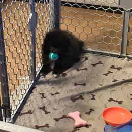 Penelope - Black female Pomeranian puppy in Tucson, Arizona from Pomutopia