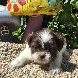 Chocolate Parti girl 1 - Chocolate female Shih Tzu puppy in Newark, Ohio from Gemini Kennels