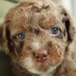 Hope - Chocolate merle female Bernedoodle puppy in Concord, California from Golden State Good Dogs