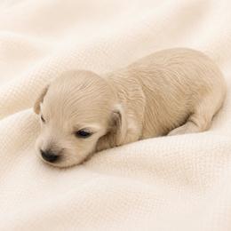 Ginger - Cream female Dachshund puppy in Sebring, Florida from Mini Weenies