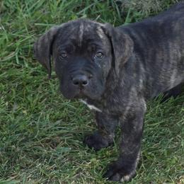 Orange Collar Female - Chestnut brindle female Cane Corso puppy in Lewistown, Montana from Corsi Amore Kennels