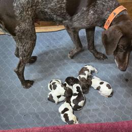 Girl 3 - Liver roan female German Shorthaired Pointer puppy in Henderson, Texas from C4 Gun Dogs