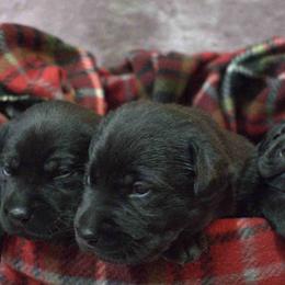 Labrador Retrievers from Maple Leaf Labradors