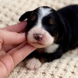 Yellow collar girl - Tri-color female Bernedoodle puppy in Colorado Springs, Colorado from Mercy Mountain Bernedoodles