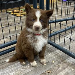 Red collar - Panda male German Shepherd puppy in Pelham, North Carolina from P & P Shepherds