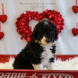 Sheepadoodle Puppies from The Farms Precious Doodles