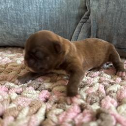 Chester - Brindle male Shih Tzu puppy in Jones, Oklahoma from J&R Aussies/Shih Tzu