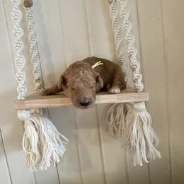 Lemonade - Apricot female Goldendoodle puppy in Montgomery, Texas from Dacus Doodles