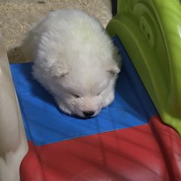Samoyed Puppies from Limelight Samoyeds