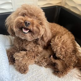 Hazzie - Red female Cavapoo puppy in Glendale, Arizona from Dashing Dogs