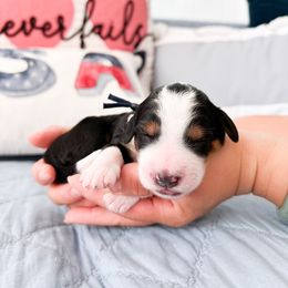 Bernedoodle, Goldendoodle, and Poodle Puppies from Teddy Doodles & Standard Poodles
