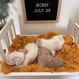 Maltipoo puppies from Toy Poodles And Maltese Of Florida