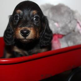 Girl 3 - Black and tan female Dachshund puppy in Craig, Colorado from Rocky Mountain Shih Tzus and Dry Creek Miniature Dachshunds