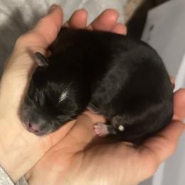 Bruno - Black male Pomsky puppy in Marshall, Minnesota from Miles of Smiles Pomskies