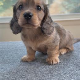Thunder - Dapple male Dachshund puppy in Mc Donough, Georgia from L & J Kennel