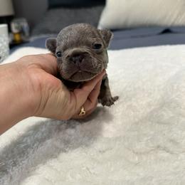 Green runt - Blue male French Bulldog puppy in Bolingbrook, Illinois from Flores Frenchies