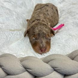 Girl 4 - female Bernedoodle puppy in Rose Hill, North Carolina from Red Door Canines
