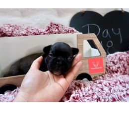French Bulldog Puppies from FrenchieBnB
