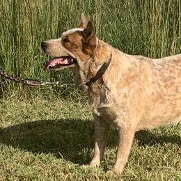 Scarlett - Australian Cattle Dog